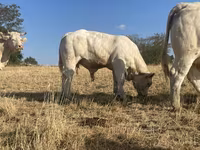 Bull, Charolais cattle — photo 3