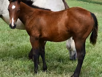 公马, Quarter Horse — 照片 1