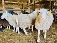 雌羊, Baerchuke sheep — 写真 2