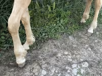 Horse (M), Palomino — photo 6
