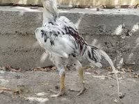Chickens — zdjęcie 3