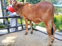 सांड, मवेशी — फ़ोटो 5