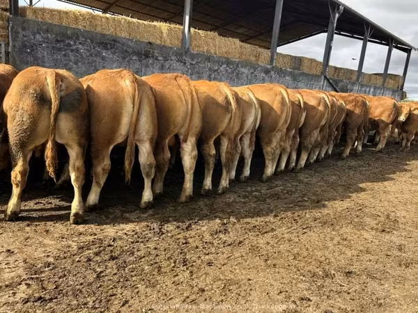 Bull, Limousin cow