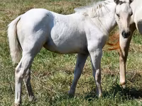 母马, Quarter Horse — 照片 5
