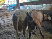 Carneiro, Lacaune sheep — foto 2