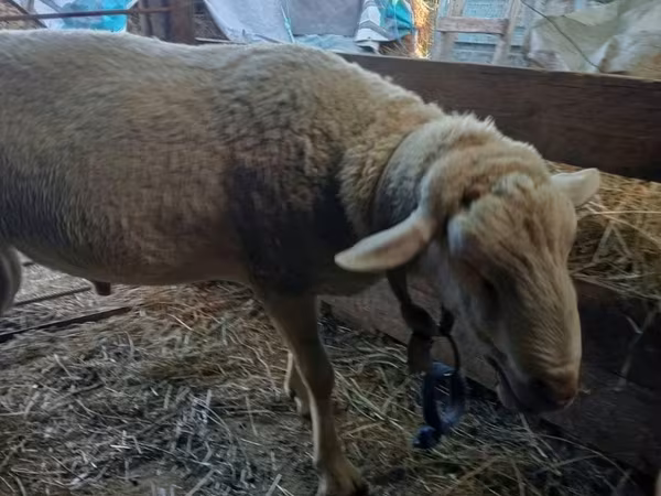 Carneiro, Lacaune sheep