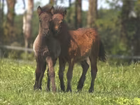 Cheval, American shetland pony — photo 4