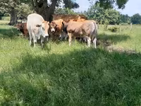 Bull, Partenaise cattle — photo 2