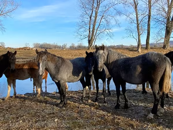 Horse (M), Horses