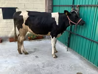 Vache, Race Holstein — photo 4