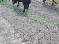 Baran, Baerchuke sheep — zdjęcie 2