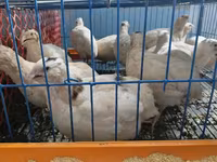 Kral Bıldırcını — foto 1