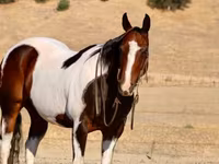 Hengst, National Show Horse — Foto 7