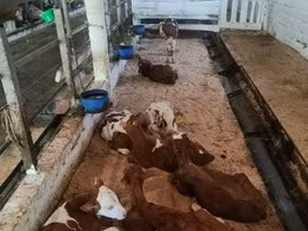 نژاد قرمز-خالدار