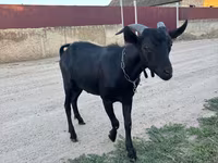 Oğlak, Murcia-Granada goats — foto 2