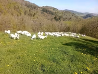 Koza, Saanen goat — zdjęcie 1