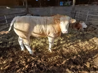 Bull, Cattle — photo 4