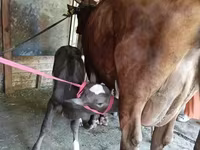 İnek, Red Estonian cattle — foto 3