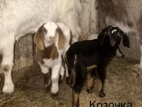 Ziegenbock, Kamori goats — Foto 4
