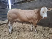Bulle, Blonde d’Aquitane cattle — Foto 1