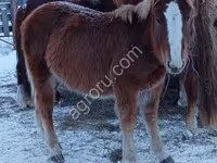 Cheval, Chevaux — photo 7