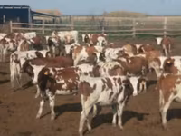 母牛, Swiss cattle — 照片 1