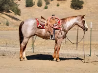 Horse (M), National Show Horse — photo 7