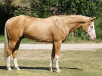 Horse (M), Palomino — photo 2