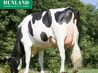 Kuh, Holstein-Rasse — Foto 2