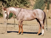 Horse (M), National Show Horse — photo 3