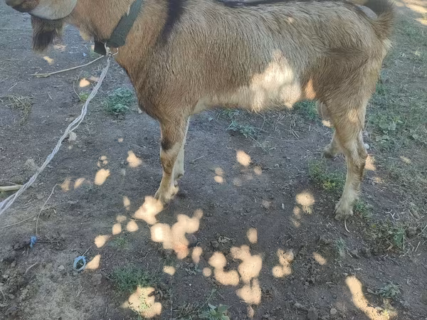 Bode, Cabras