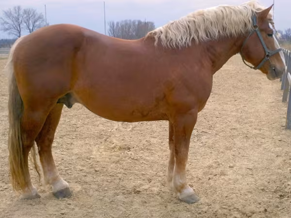 Horse (M), Russian Heavy Draft