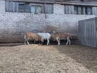 Carneiro, Katum sheep — foto 3