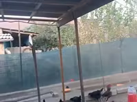 Chickens — फ़ोटो 7