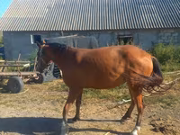 Égua, Cavalos — foto 2