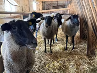 雌羊, Baerchuke sheep — 写真 1
