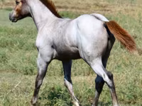 母马, Quarter Horse — 照片 4