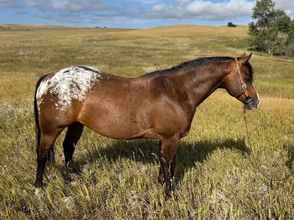 Aygır, Horses of Sable Island