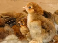 Chickens — zdjęcie 3