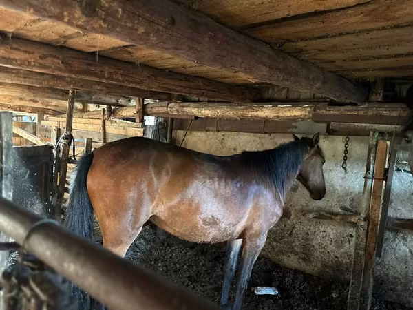 Mare, Horses