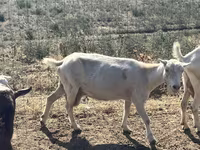 عنزة, LaMancha goats — الصورة 6