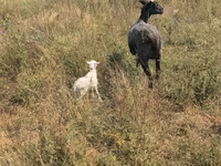 Ovelha, Romanov sheep — foto 2