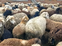 Oveja, Katum sheep — foto 3