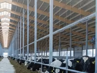 Kuh, Holstein-Rasse — Foto 6