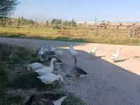 Geese — zdjęcie 2