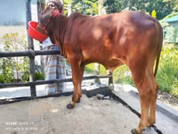 सांड, मवेशी — फ़ोटो 2