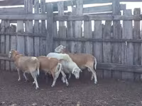 Carneiro, Katum sheep — foto 2