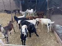 Oğlak, Pomellata goat — foto 3