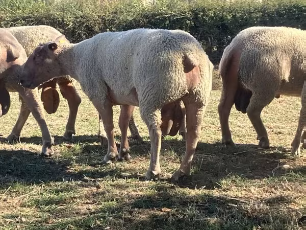 Ram, Charollais sheep