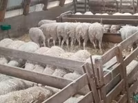 Sheep, Sheep — photo 5